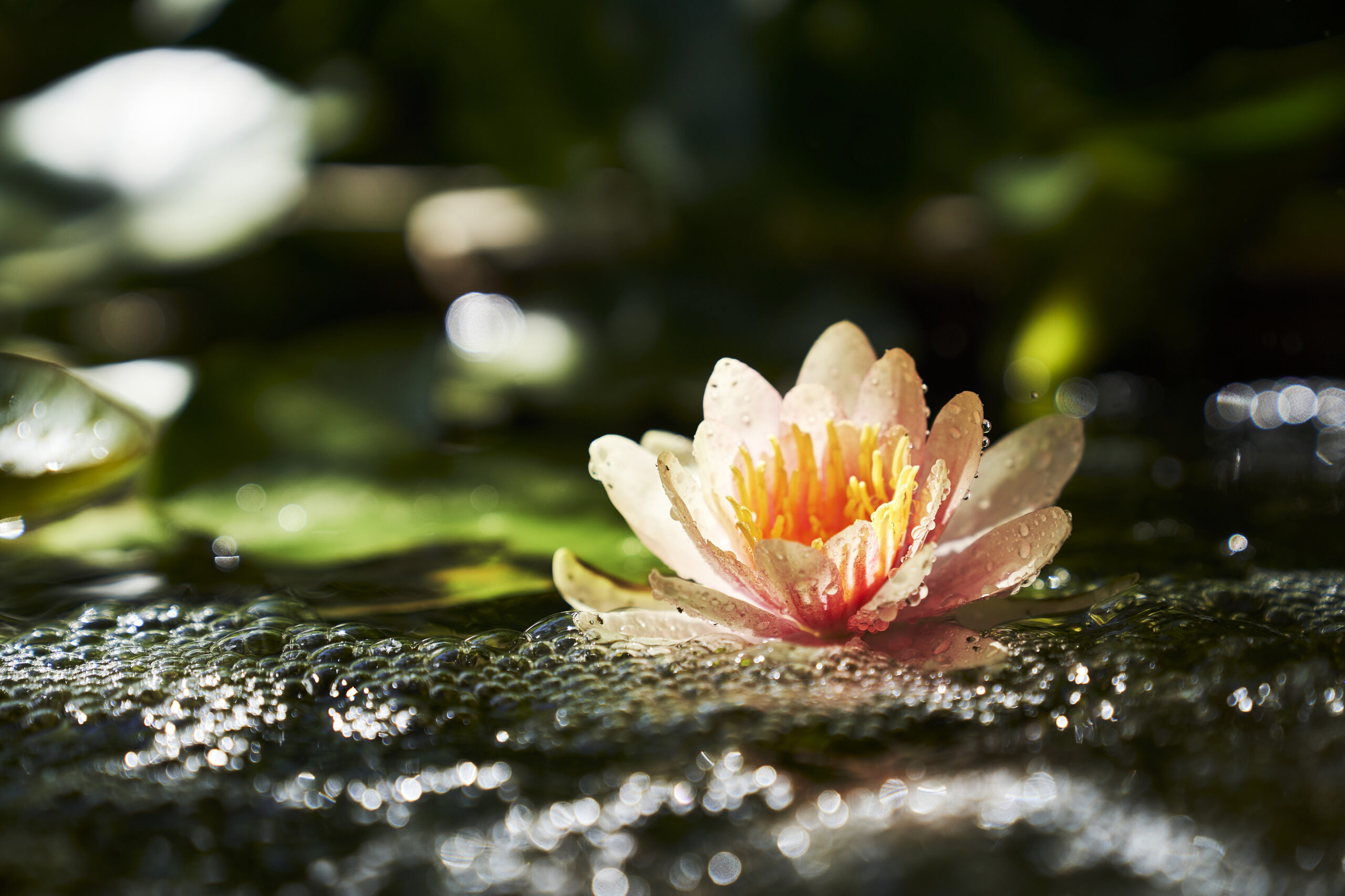 Elegance, Nature <br> And A Mother’s Love