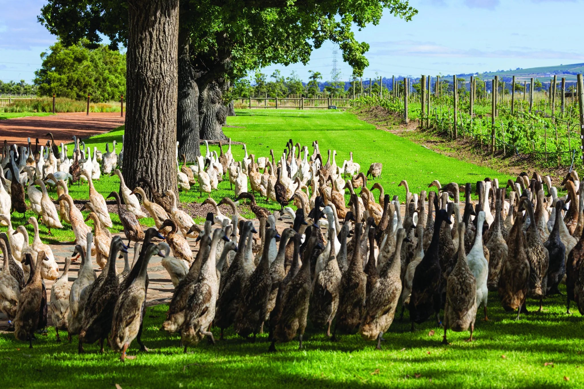 Imitation Is The Sincerest Form Of Flattery Or Maybe Not?