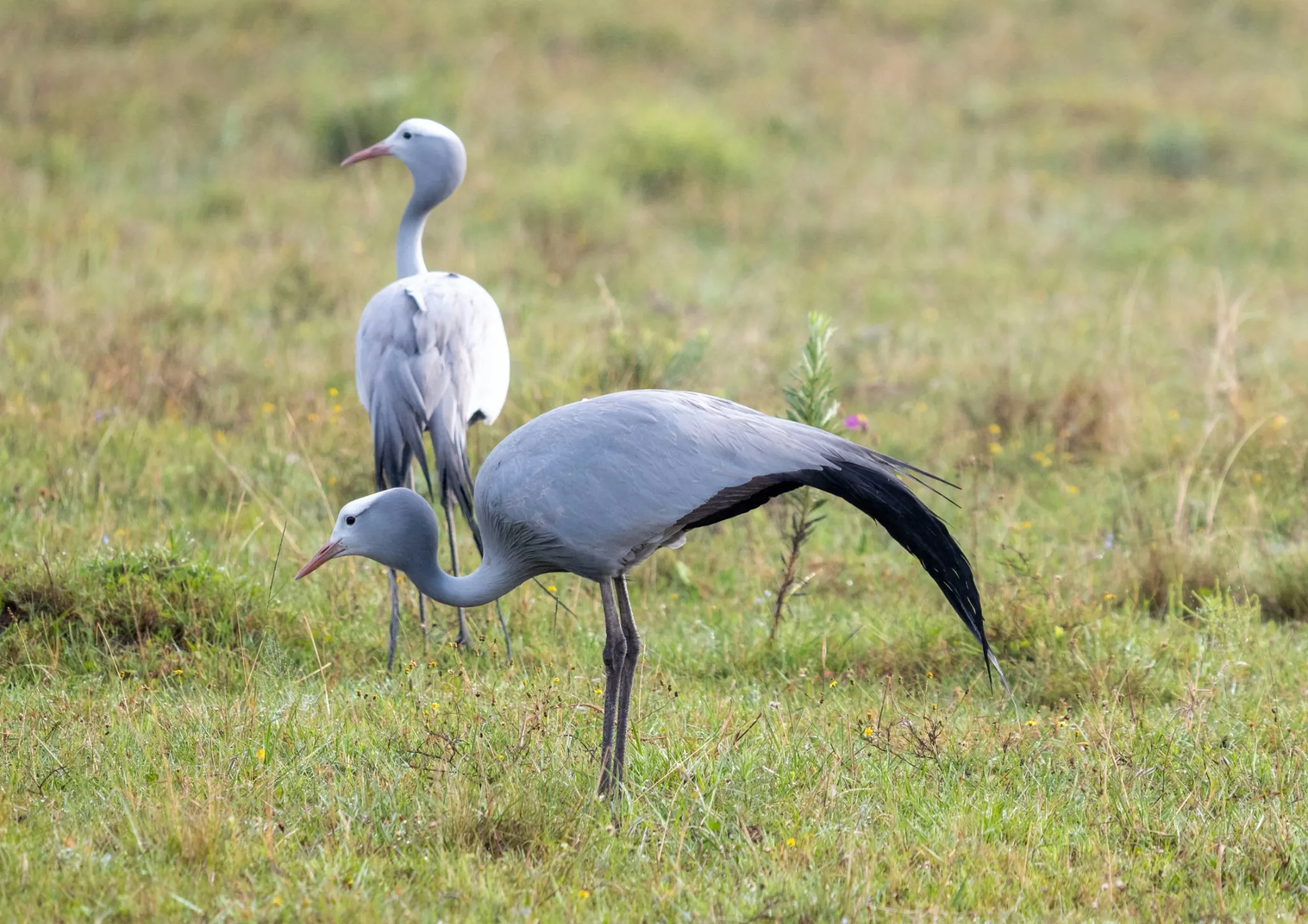 The Come-back Cranes